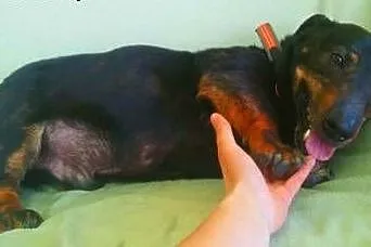 GAMBI - śmieszny, kochany psiak, mix jamnika z buldogiem; do adopcji,  łódzkie Łódź, Łódzkie, Łódź