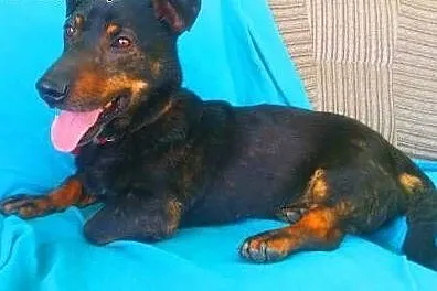 GAMBI - śmieszny, kochany psiak, mix jamnika z buldogiem; do adopcji,  łódzkie Łódź, Łódzkie, Łódź