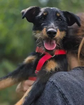 Płotka - młoda terrierka, wesoła, przyjazna sunia!  Czy naprawdę można być tak uroczą, kochaną i kon, , Warszawa