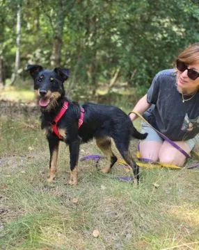 Płotka - młoda terrierka, wesoła, przyjazna sunia!  Czy naprawdę można być tak uroczą, kochaną i kon, , Warszawa