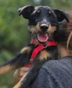 Płotka - młoda terrierka, wesoła, przyjazna sunia!  Czy naprawdę można być tak uroczą, kochaną i kon