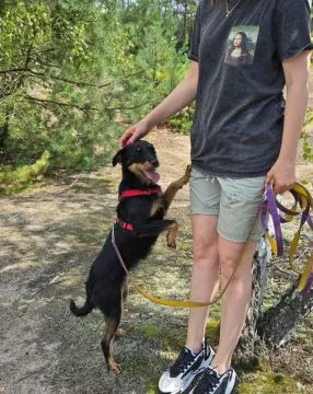 Płotka - młoda terrierka, wesoła, przyjazna sunia!  Czy naprawdę można być tak uroczą, kochaną i kon, , Warszawa