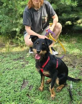 Płotka - młoda terrierka, wesoła, przyjazna sunia!  Czy naprawdę można być tak uroczą, kochaną i kon, , Warszawa