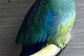 Łąkówki