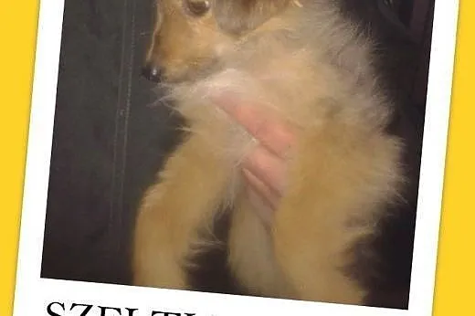 3 mies. szczeniak,suczka SZELTIA,średnia,szczepiona.Adopcja,  dolnośląskie Wrocław