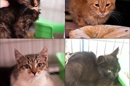 Diuna, Duduś, Didi i Dorka - 3-miesięczne kociaki,