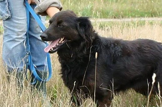 Sabuś już traci nadzieję że ktoś weźmie go ze schr