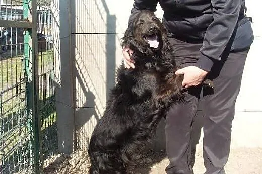 Sabuś już traci nadzieję że ktoś weźmie go ze schr