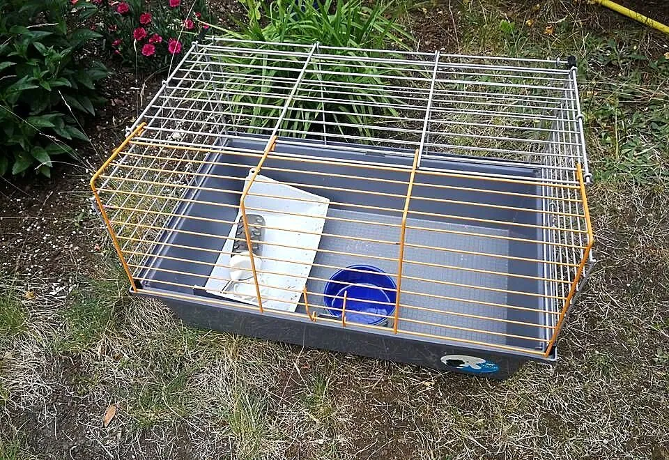 klatka dla królika 60 cm ŚWINKI morskiej pasnik, Zachodniopomorskie, Szczecin