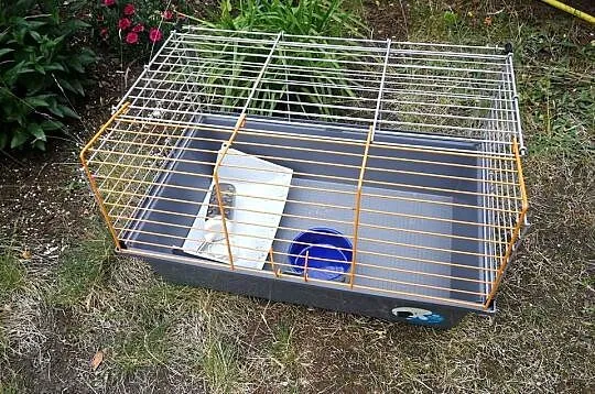 klatka dla królika 60 cm ŚWINKI morskiej pasnik, Zachodniopomorskie, Szczecin