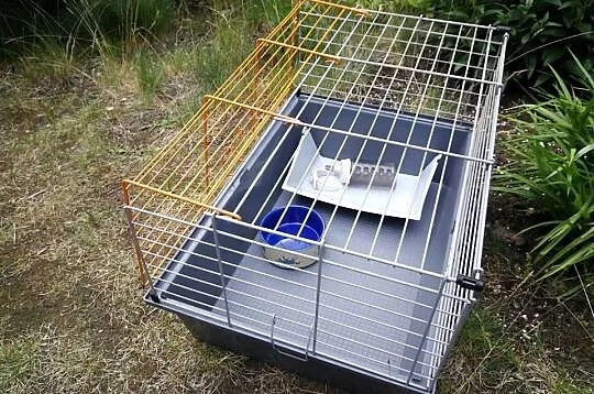 klatka dla królika 60 cm ŚWINKI morskiej pasnik, Zachodniopomorskie, Szczecin