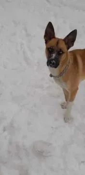 Oddam psiaka w dobre ręce ,3.5 letni samczyk o imieniu Blu