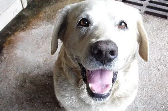 Bosman biszkoptowy labrador szuka dobrego domu