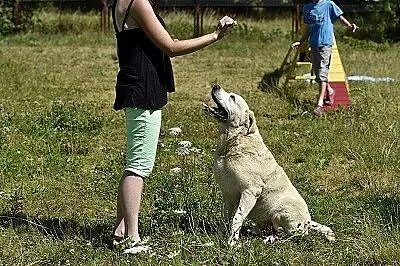 Bosman biszkoptowy labrador szuka dobrego domu