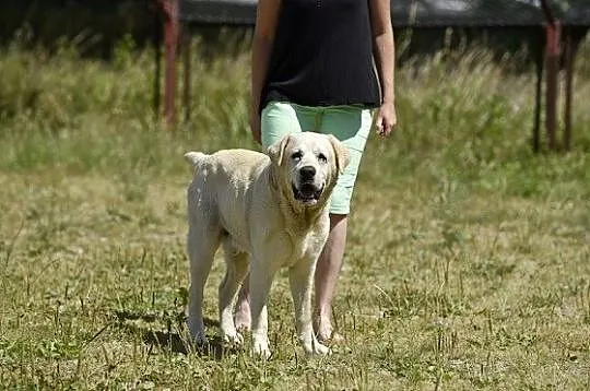 Bosman biszkoptowy labrador szuka dobrego domu