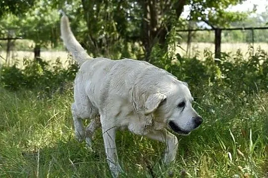 Bosman biszkoptowy labrador szuka dobrego domu