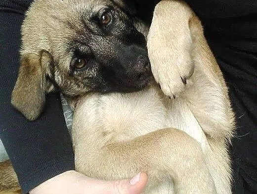 4 miesięczna LADY czeka na swojego Człowieka !, m