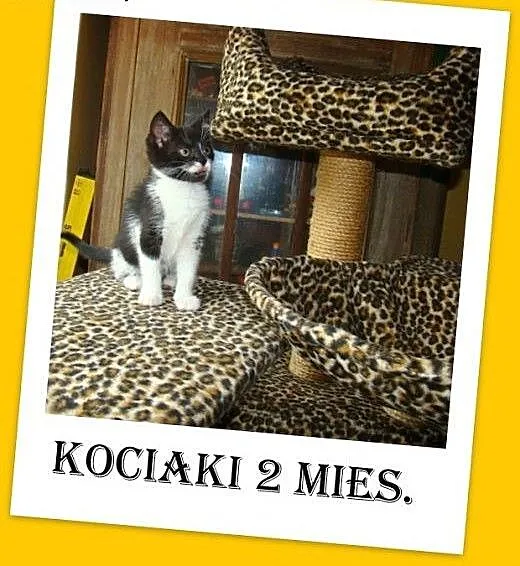 Kocięta,kocurek biało-pręgowany,kociczka czarno-bi