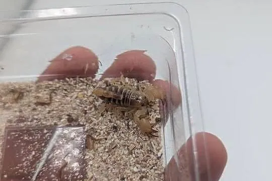 Scorpio maurus