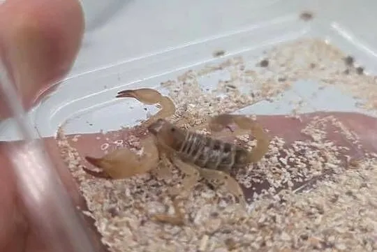 Scorpio maurus, Warmińsko-mazurskie, Olsztyn