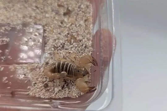 Scorpio maurus, Warmińsko-mazurskie, Olsztyn