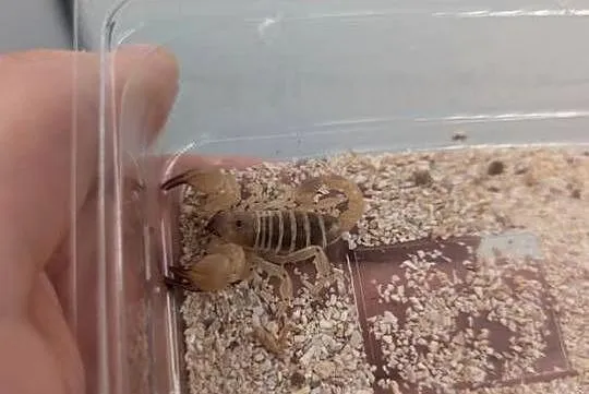 Scorpio maurus, Warmińsko-mazurskie, Olsztyn