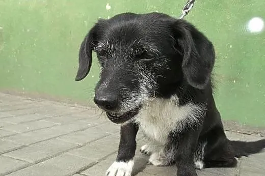 Dyzio szuka domku!!! Pilne,  dolnośląskie Wrocław