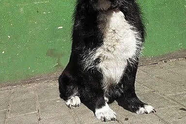 Dyzio szuka domku!!! Pilne,  dolnośląskie Wrocław