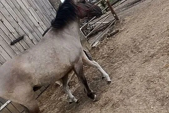 Koniki Polskie, Lubelskie, Lubartów