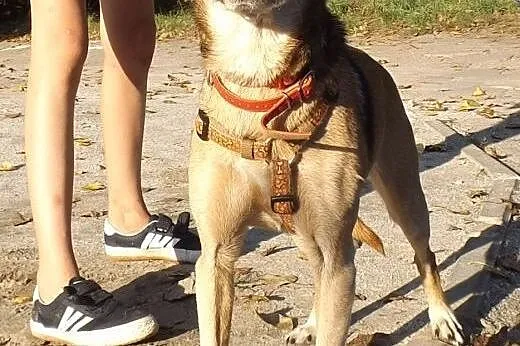 Radosna psinka Skinka,  dolnośląskie Wrocław