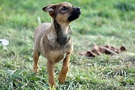 Dwa cudne, wesołe SZCZENIACZKI szukają domów!,  Ku
