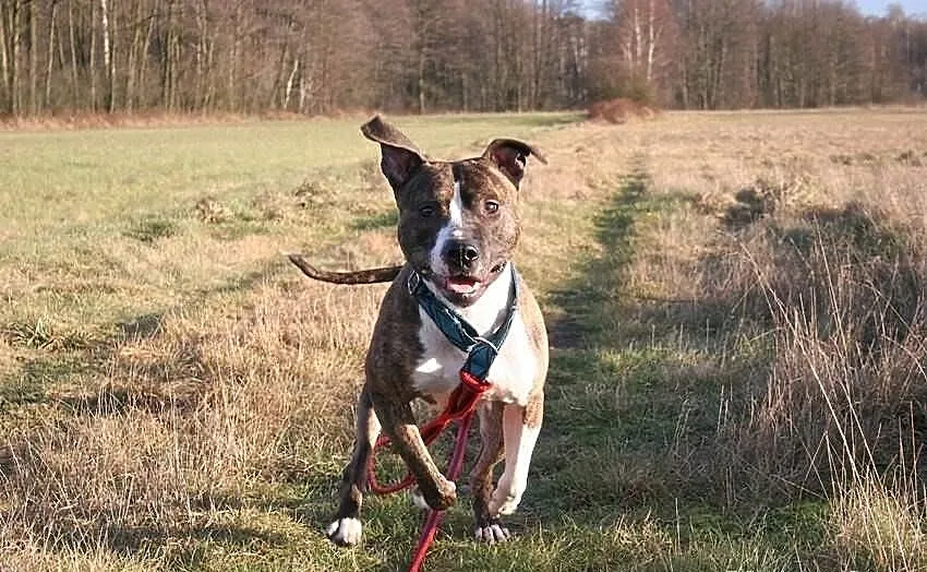 Farciarz młody pies w typie rasy amstaff ADOPCJA