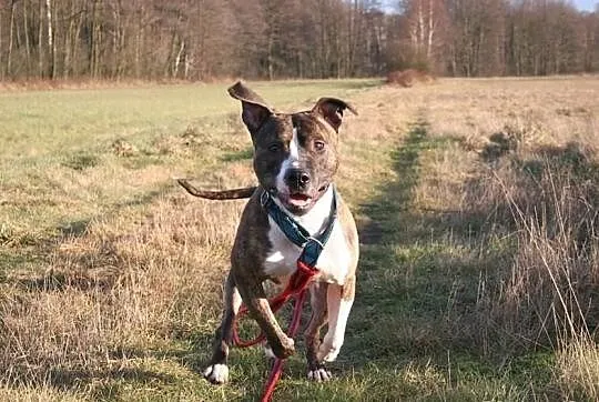 Farciarz młody pies w typie rasy amstaff ADOPCJA