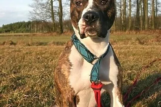 Farciarz młody pies w typie rasy amstaff ADOPCJA