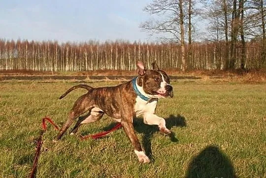Farciarz młody pies w typie rasy amstaff ADOPCJA