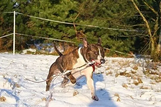Farciarz młody pies w typie rasy amstaff ADOPCJA