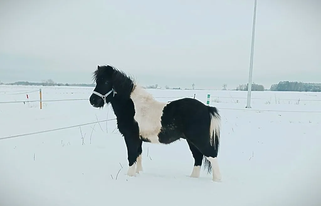 Sprzedam kuca srokatego, , Raciąż