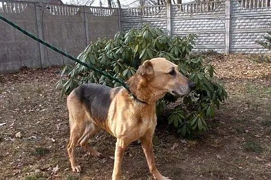 Mamej - przyjazny, ufny pies do adopcji, Łódź