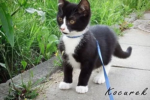 Małe kociaki szukają domków! Urocze pingwinki! Kot