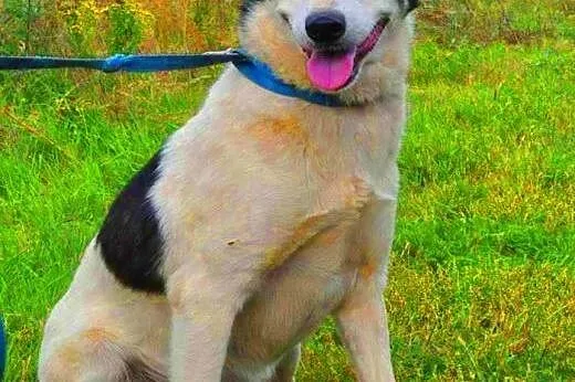 ALDONA - piękna sunia, która od 2 lat mieszka w schronisku do adopcji,  mazowieckie Warszawa