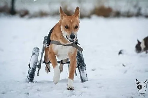 Miłość TOFFIKA jest bezwarunkowa !,  śląskie Katow
