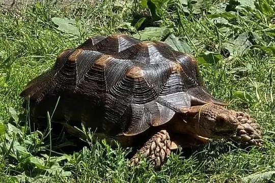 Żółw pustynny (Sulcata) 4 lata – zdrowy, z dokumentami