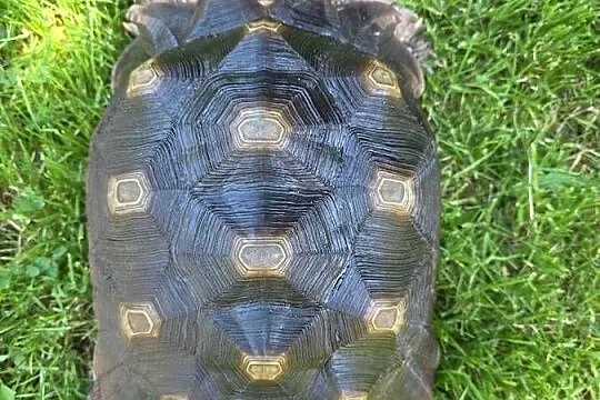 Żółw pustynny (Sulcata) 4 lata – zdrowy, z dokumentami, Śląskie, Będzin
