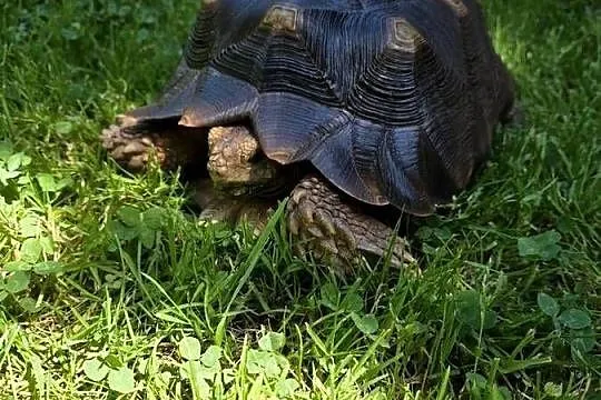 Żółw pustynny (Sulcata) 4 lata – zdrowy, z dokumentami, Śląskie, Będzin