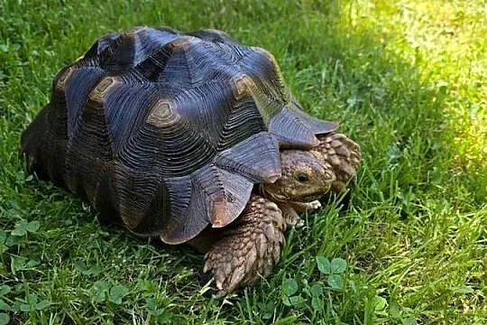 Żółw pustynny (Sulcata) 4 lata – zdrowy, z dokumentami, Śląskie, Będzin