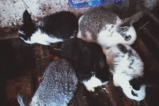 Sprzedam młode króliki