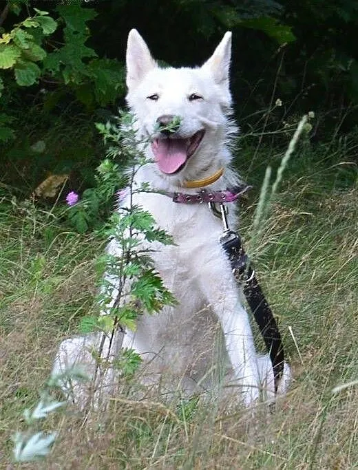 Cudowna Iga psiak w typie husky szuka aktywnego op
