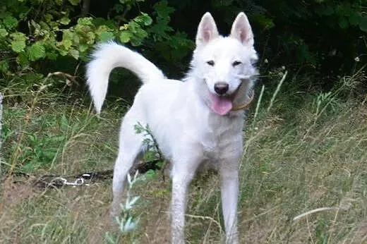 Cudowna Iga psiak w typie husky szuka aktywnego op