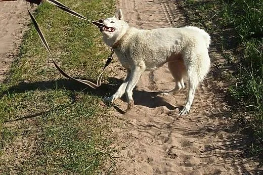 Cudowna Iga psiak w typie husky szuka aktywnego op