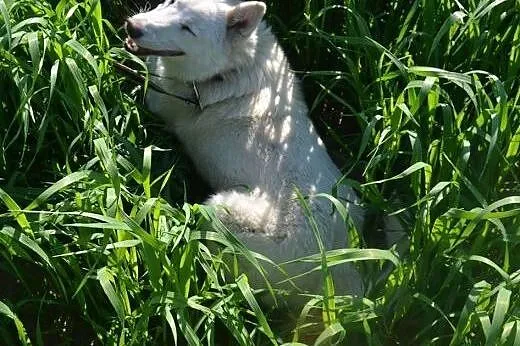Cudowna Iga psiak w typie husky szuka aktywnego op